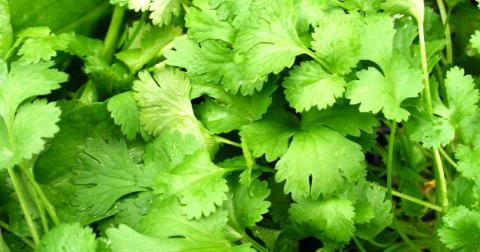 Hate cilantro? The reason is probably in your genes
