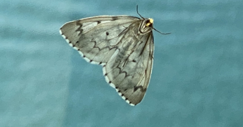 moth on window