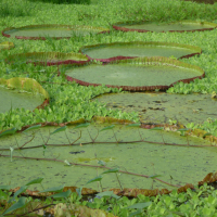 giant lily pads