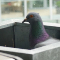 pigeonparent
