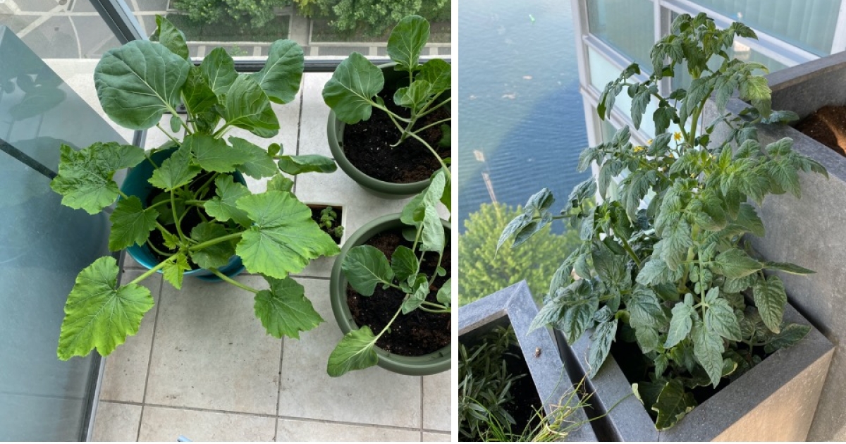 start of garden start of garden