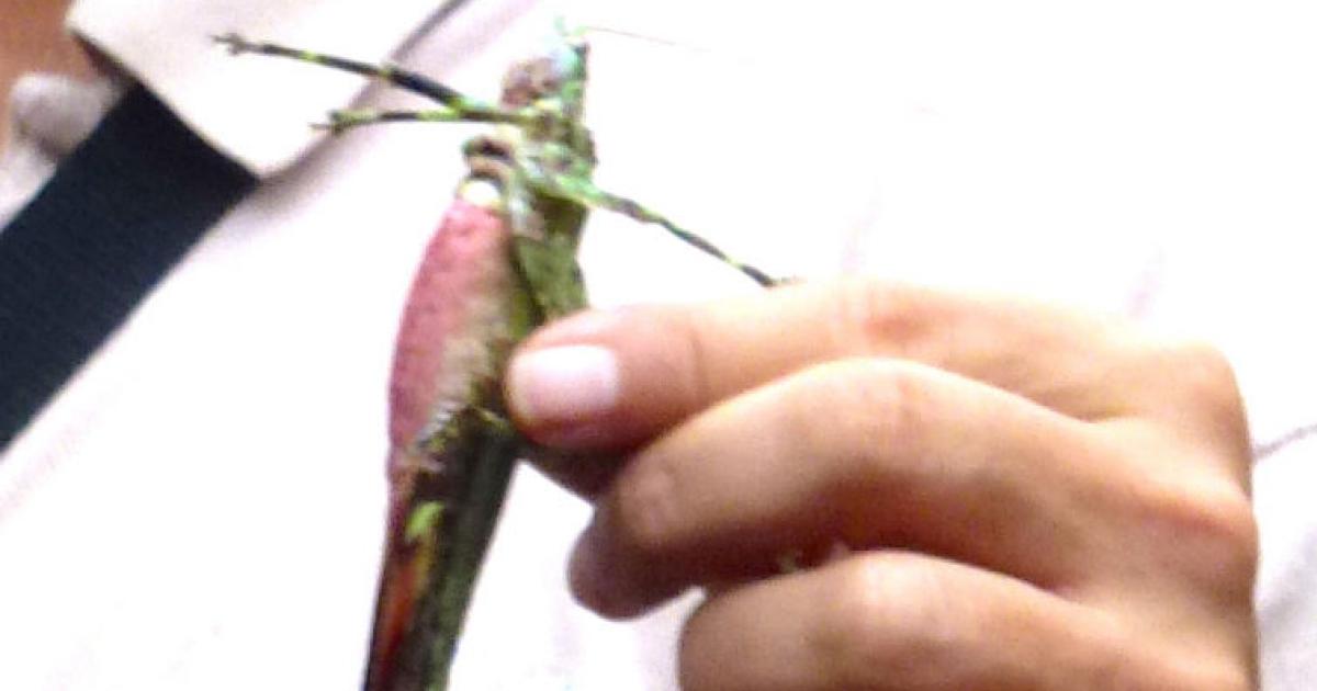 N: Nobody eats grubs and insects - or do they? N: Nobody eats grubs and insects - or do they?