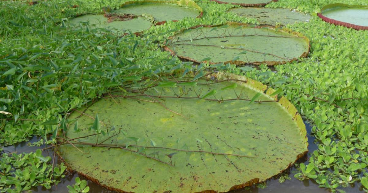 W: Waterlily giants of the Amazon W: Waterlily giants of the Amazon