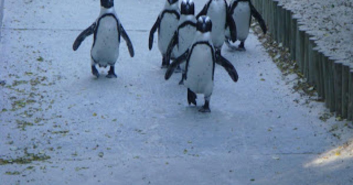 Swimming with the Penguins- really!